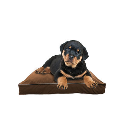 Doggybo Midi（ドギボー ミディ）チョコレートブラウン